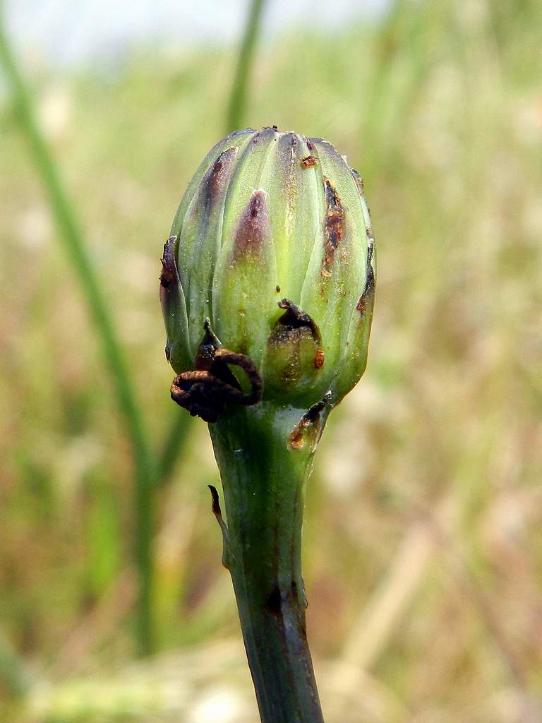 Hypochaeris radicata / Costolina giuncolina